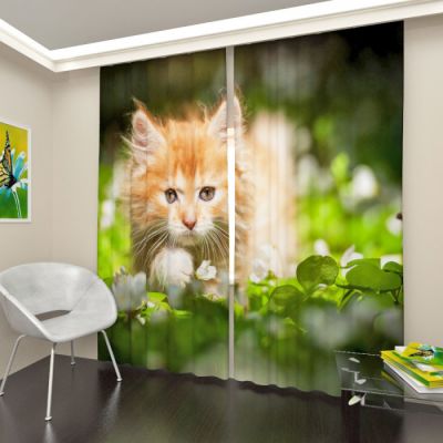 Пушистый котенок