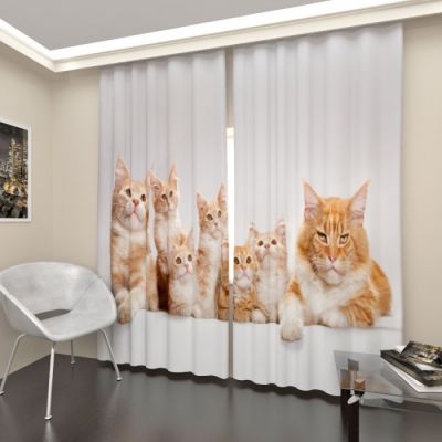 Рыжие кошки