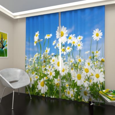 Ромашковое поле