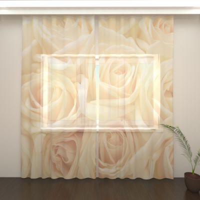 Розы белые 3