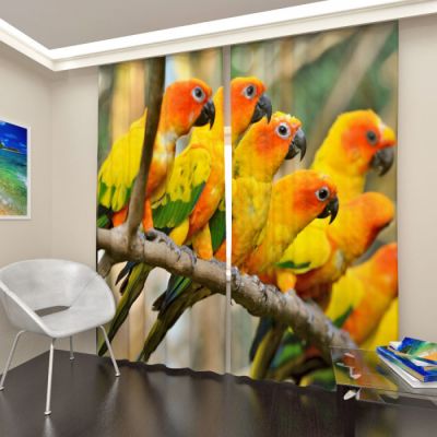 Стая попугаев